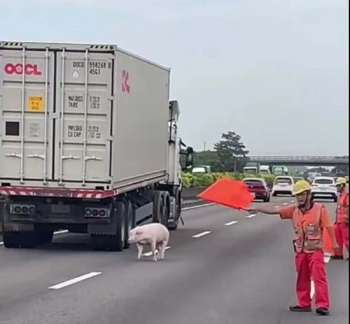 SQ08277 1國道驚見逃命豬
