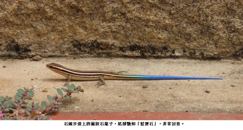 石頭步道上的「藍寶石」:麗紋石龍子