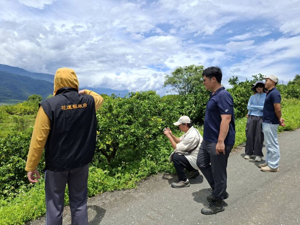 降雨不足玉里砂糖橘、肚臍橙著果率低 花蓮縣府勘災爭取現金救助 182 降雨不足玉里砂糖橘、肚臍橙著果率低 花蓮縣府勘災爭取現金救助 181