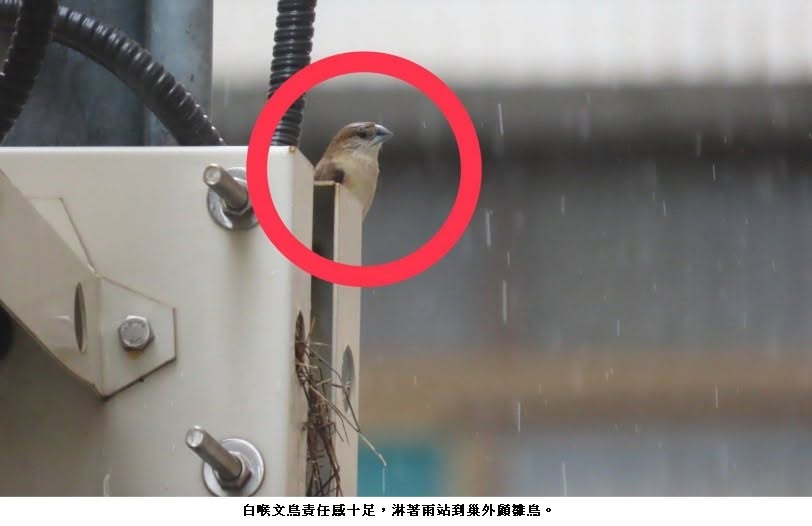可能是啄木鳥和文字的圖像