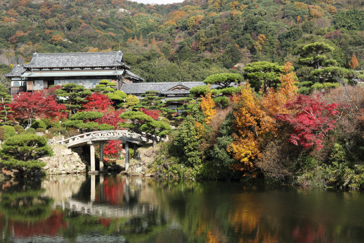 山口縣四大賞楓打卡點~夢幻溫泉點燈、絕美黃金草原一次收齊