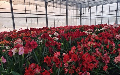 推動國產球根花卉產業！農業部種苗場成功選育孤挺花新品種「種苗5號夏之戀」