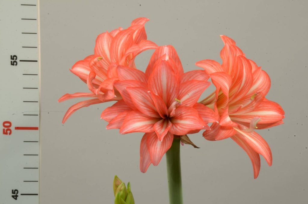 孤挺花「種苗5號 夏之戀」開花情形。圖/農業部提供