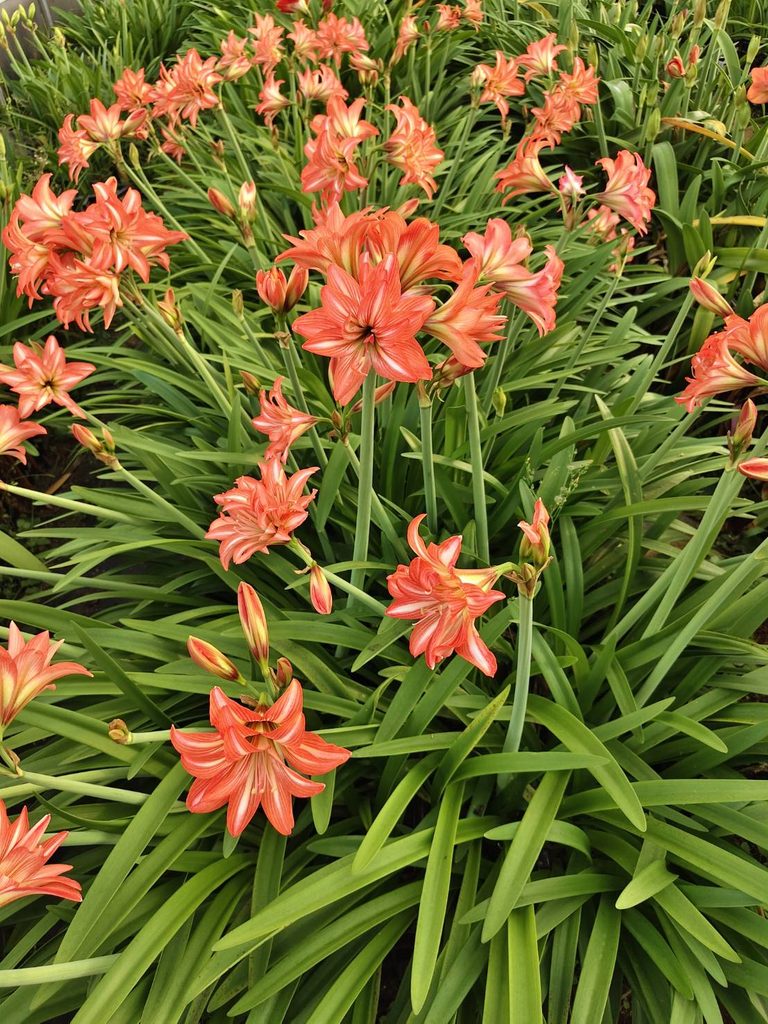 孤挺花「種苗5號 夏之戀」花壇景觀模式生長狀況。圖/農業部提供