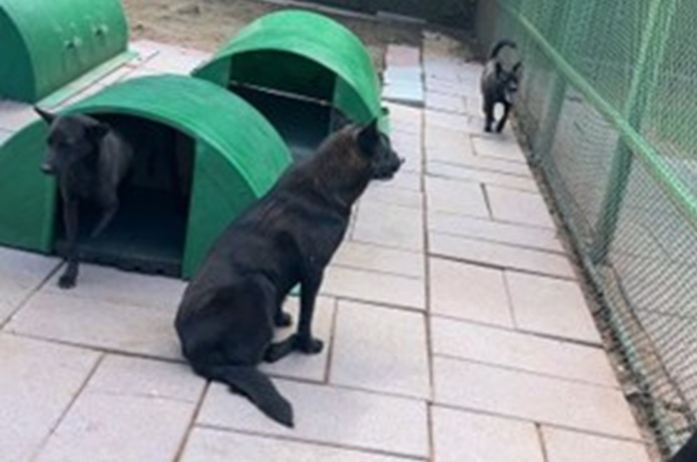 24民間收容所3256隻犬貓 新北動保處強化輔導補助及退場機制 30 cnews204260907a04