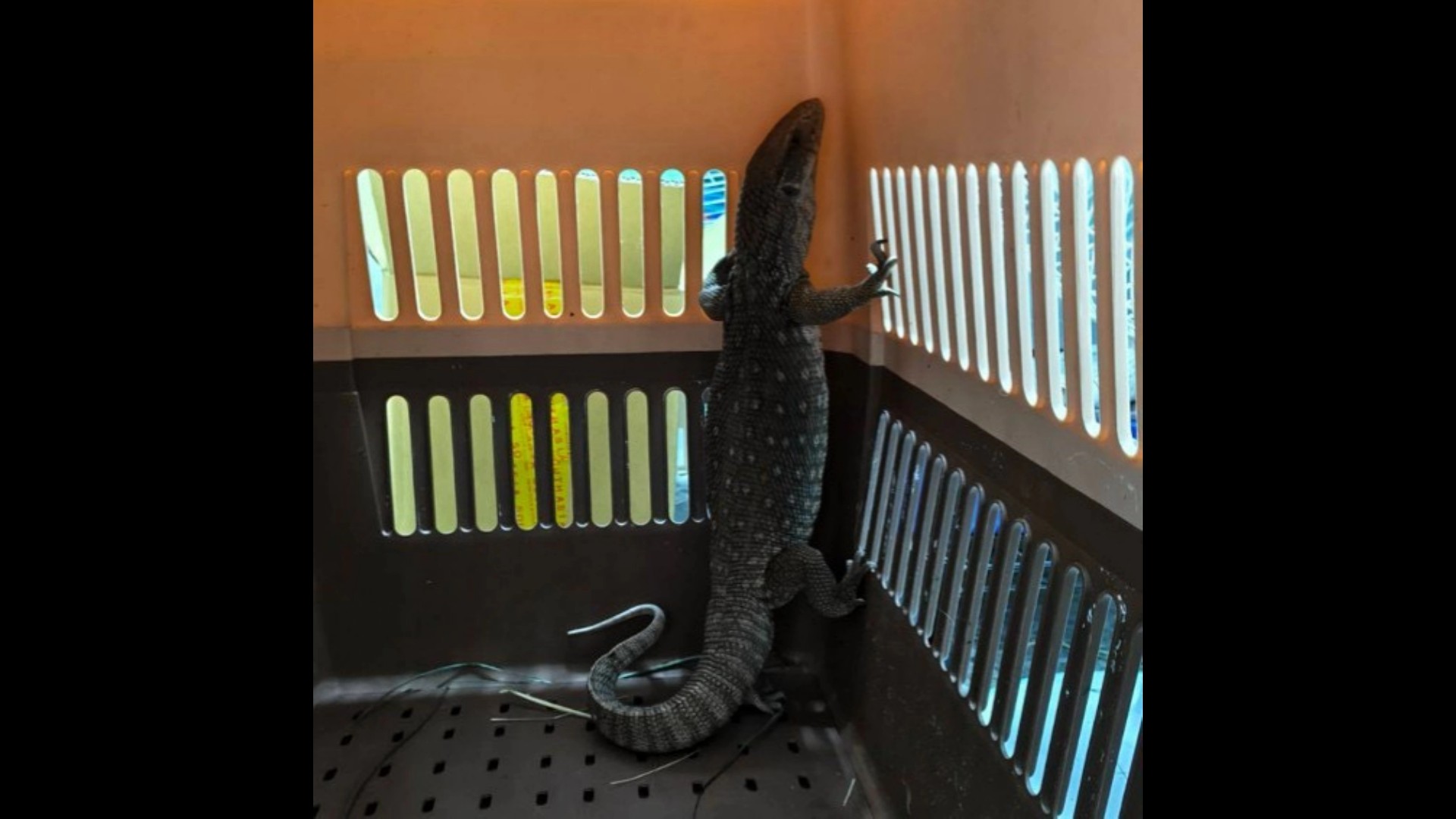 SQ09225 3特殊寵物被民眾拾獲