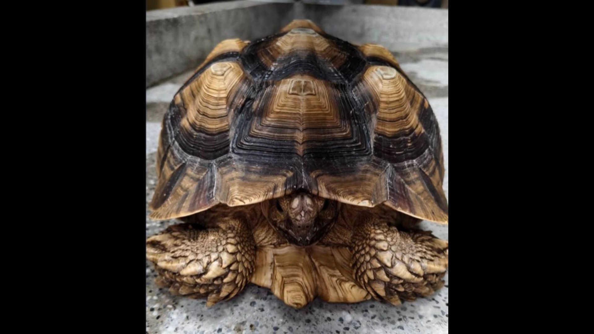 SQ09225 2特殊寵物被民眾拾獲