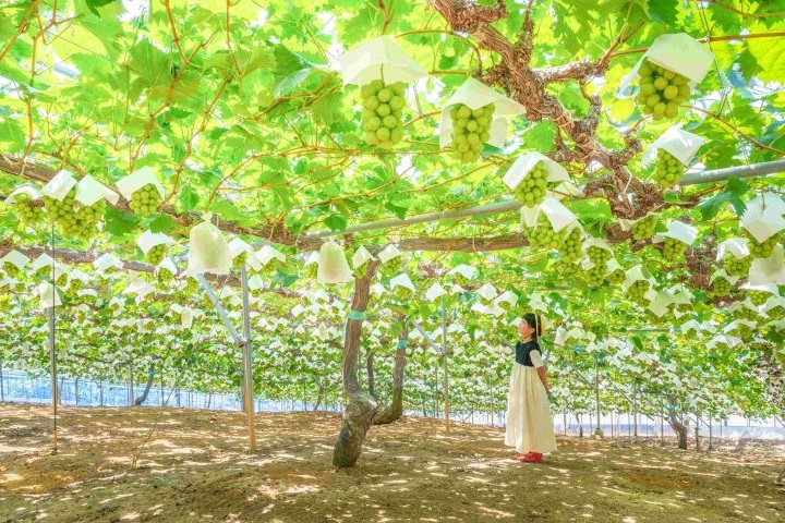日本岡山住宿補助3,000元這樣領 秋楓旅行再抽豪華禮包