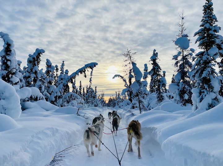 99%極光觀測率!阿拉斯加夢幻之旅:飆雪橇、泡溫泉、漫步馴鹿森林