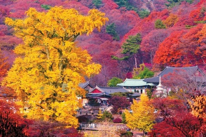 走進韓國金秋美景 楓紅銀杏一次收藏