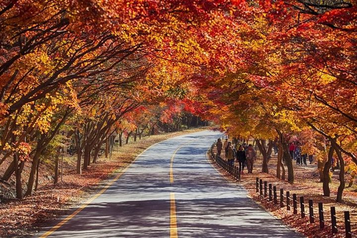 走進韓國金秋美景 楓紅銀杏一次收藏