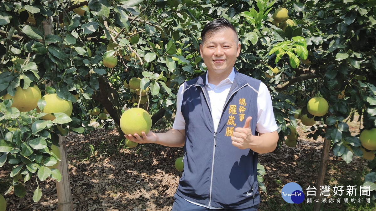 白柚穿衣套袋防蟲害  二水白柚大大提升農民管理效率