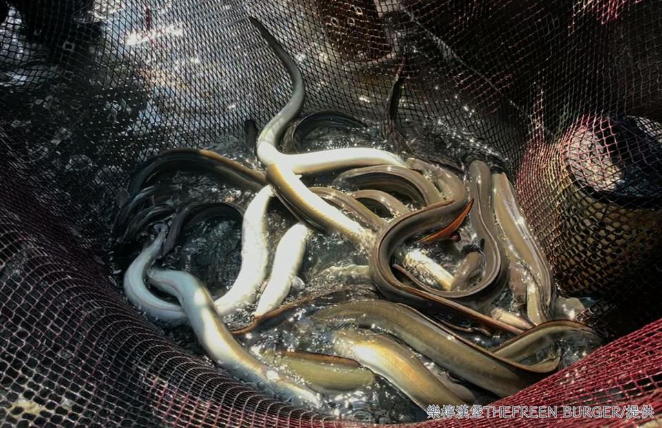 SQ10174 2鹿港鰻魚變身創意漢堡