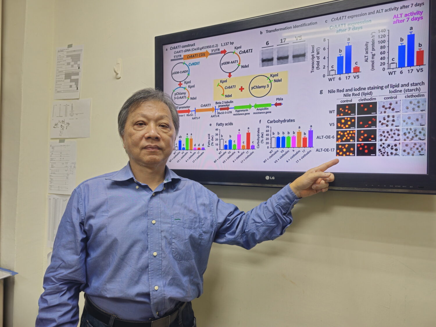微藻吸碳不只減碳 中山大學找到「兩道開關」製生質酒精