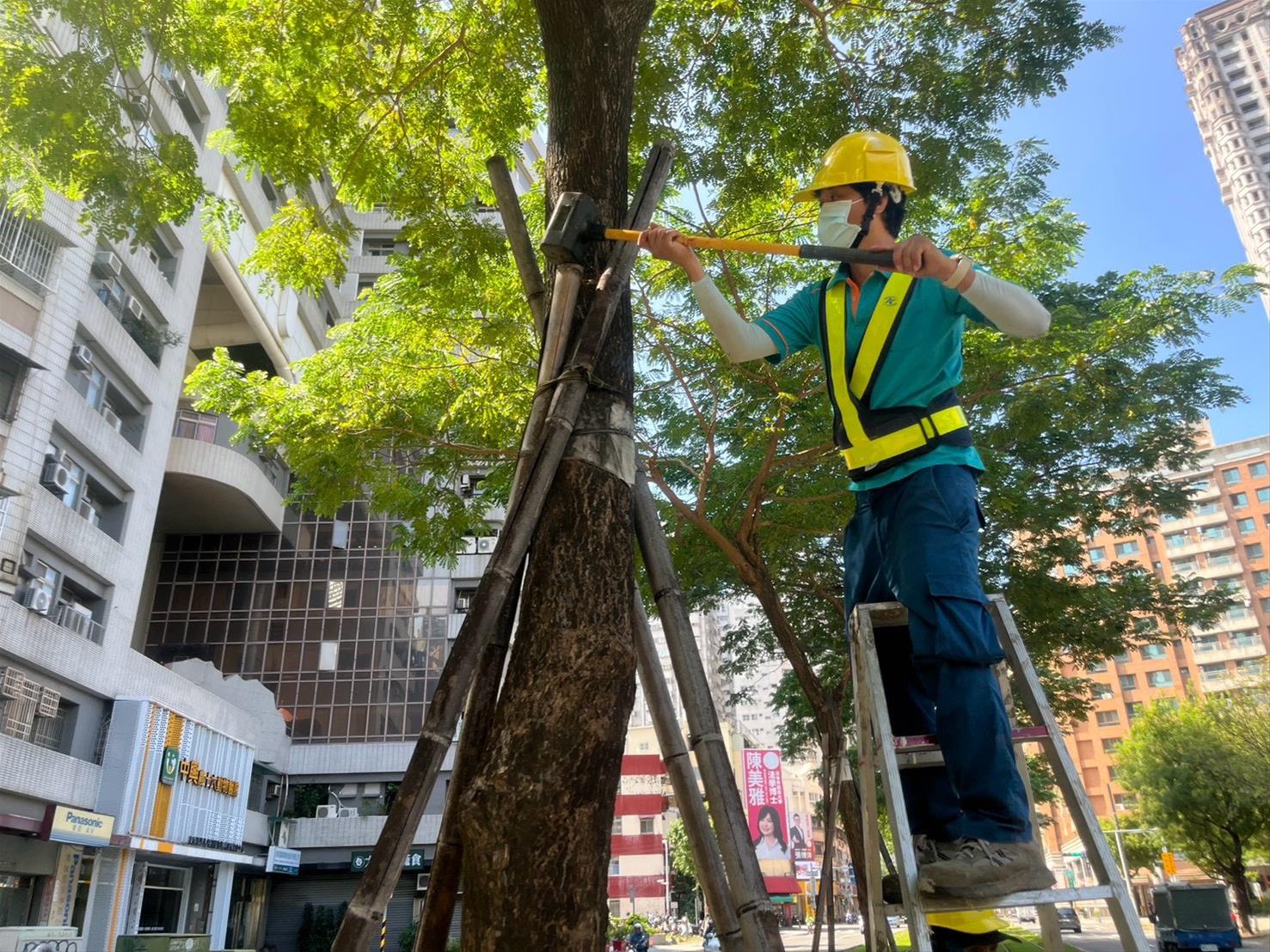 因應颱風高雄輕軌周遭樹木進行支架加固穩定(圖/高雄市政府捷運工程局提供)