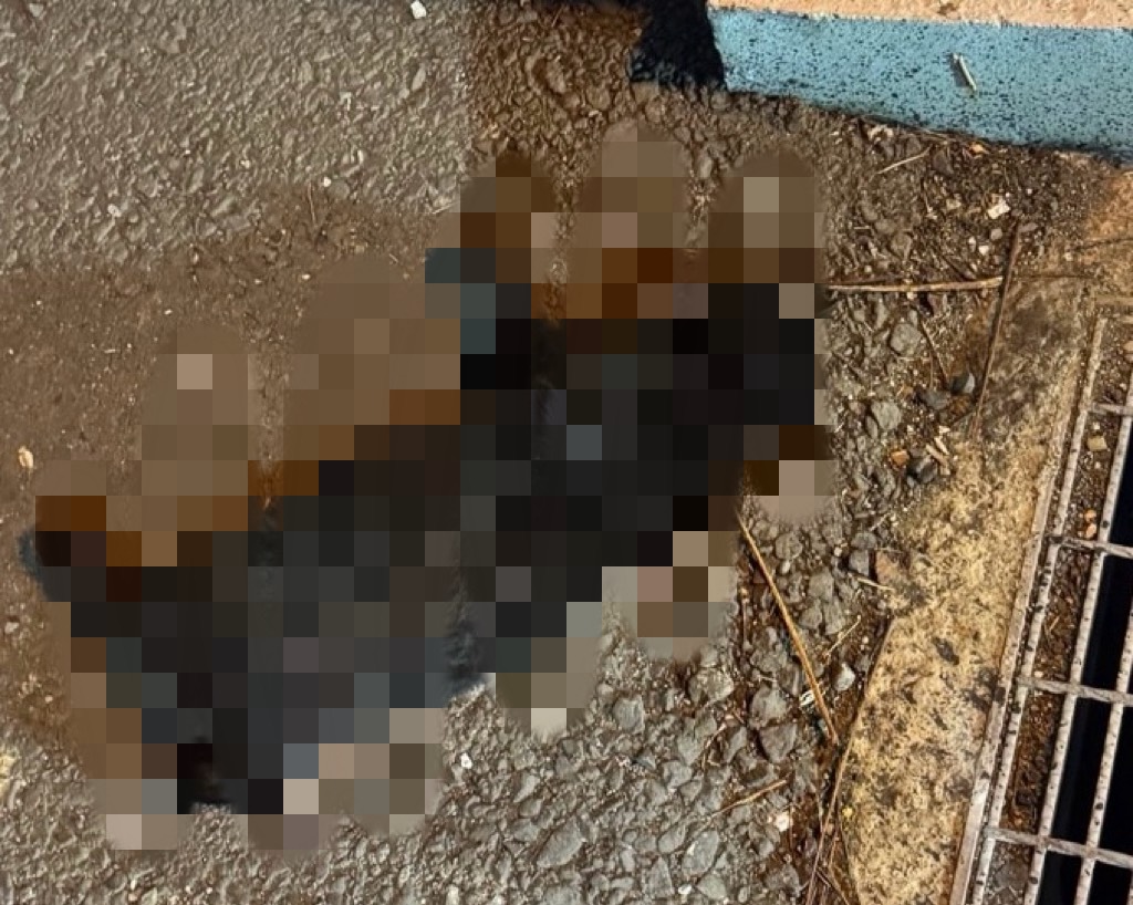 SQ10229 4彰化遊蕩犬治理
