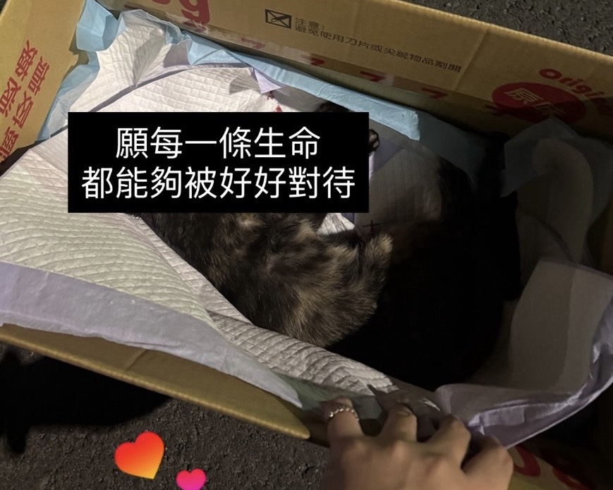 SQ10229 5彰化遊蕩犬治理