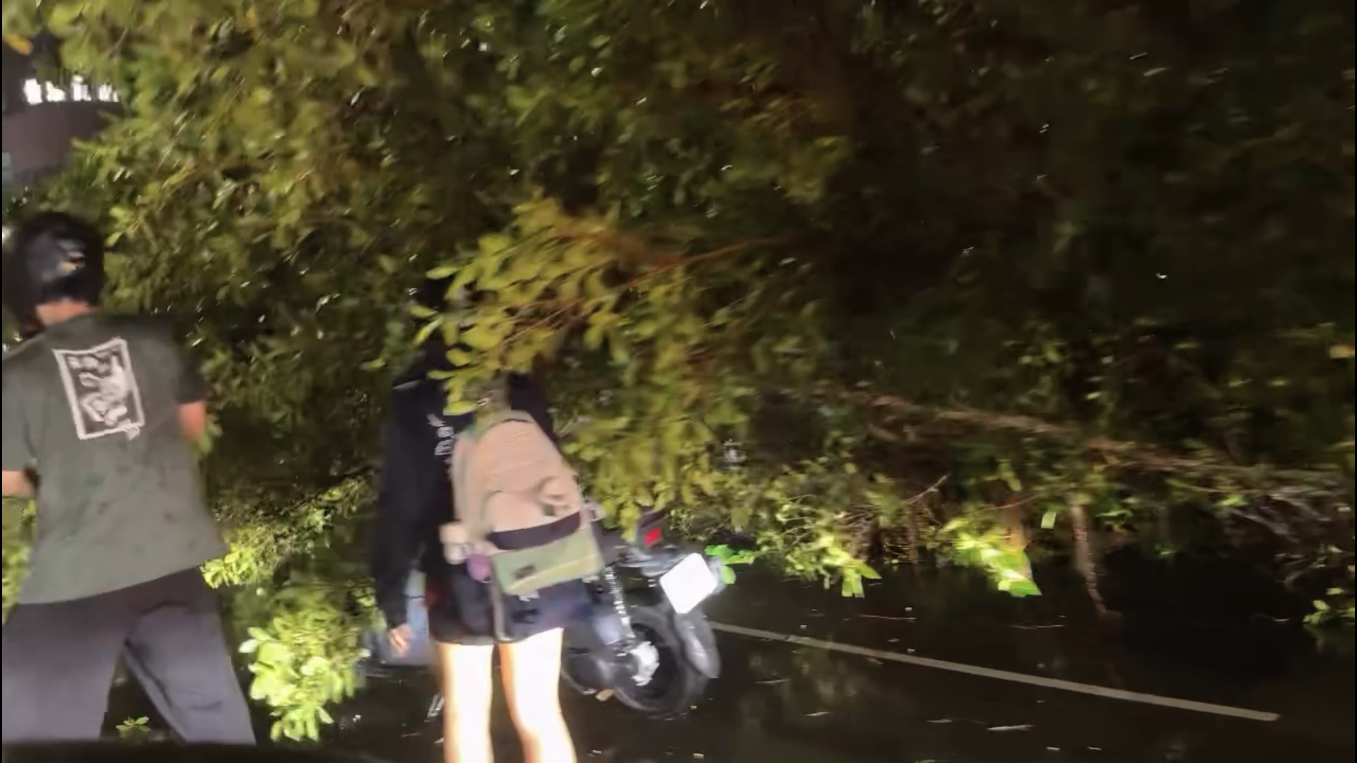 薔琵颱風強風吹倒路樹！新竹光復路二段機車遭壓　騎士狀況待確認