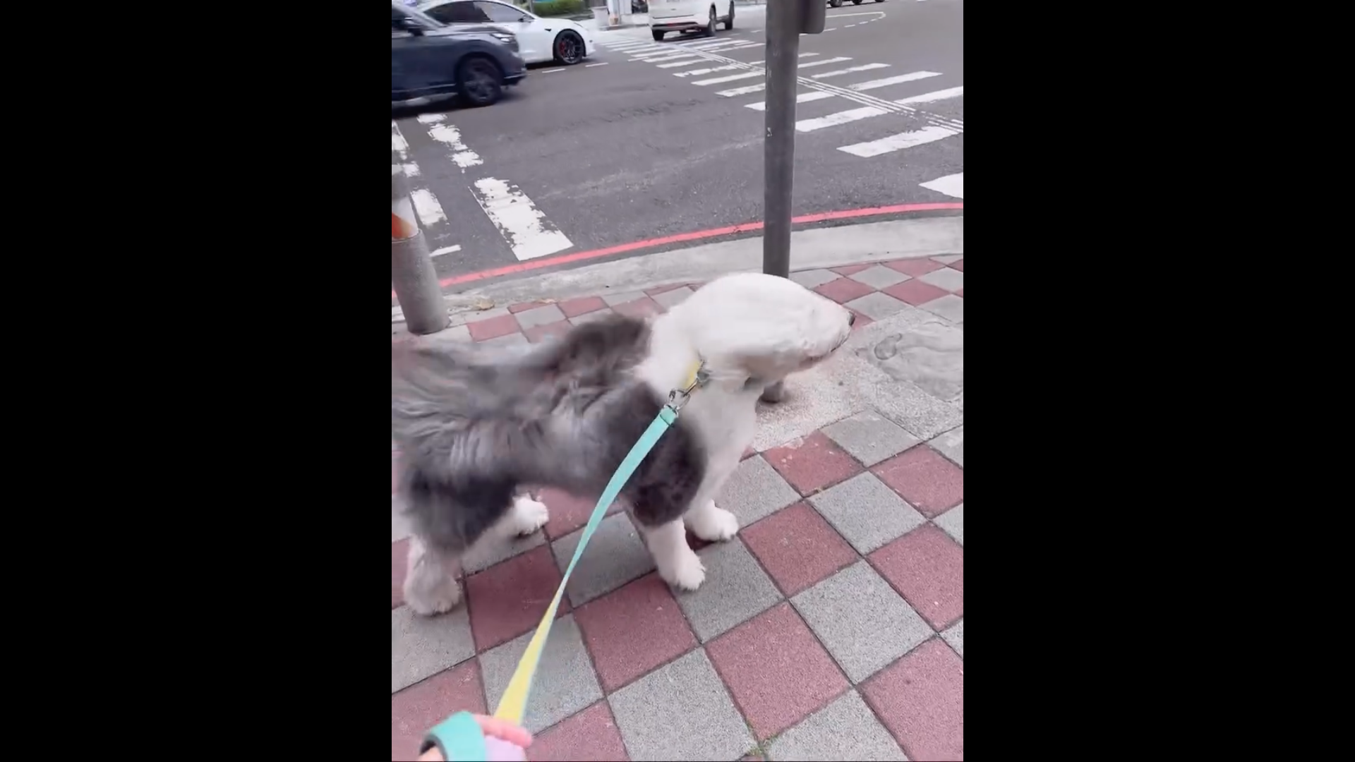 台中颱風假「風力測試員」萌翻！古代牧羊犬毛髮狂飛　網笑：羽毛球狗狗