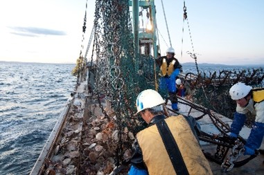 ④從產地捕撈、加工到冷鏈配送，日本產帆立貝透過完善的供應體系，將鮮甜滋味送上世界各地的餐桌