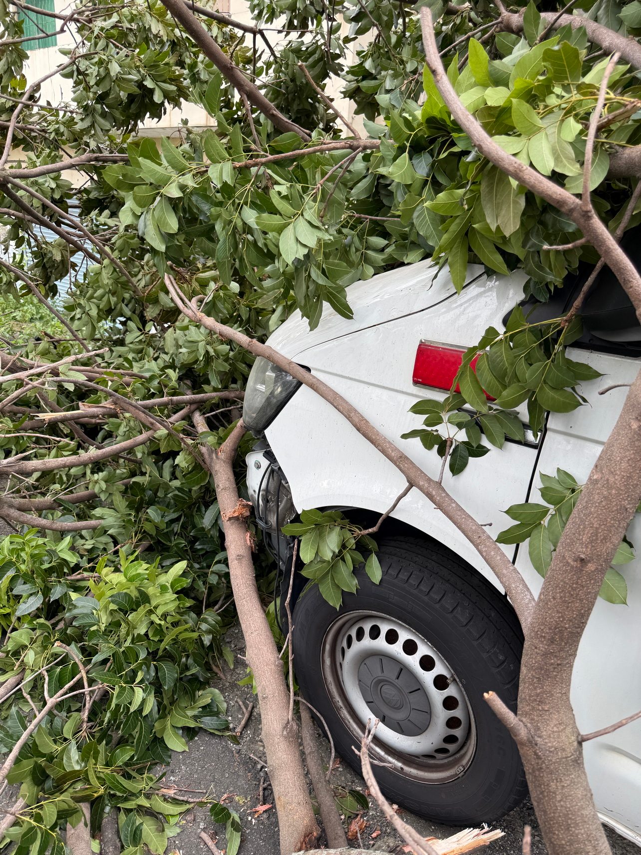 SQ10236 5彰化巨樹不敵強風倒塌　救護車被壓住