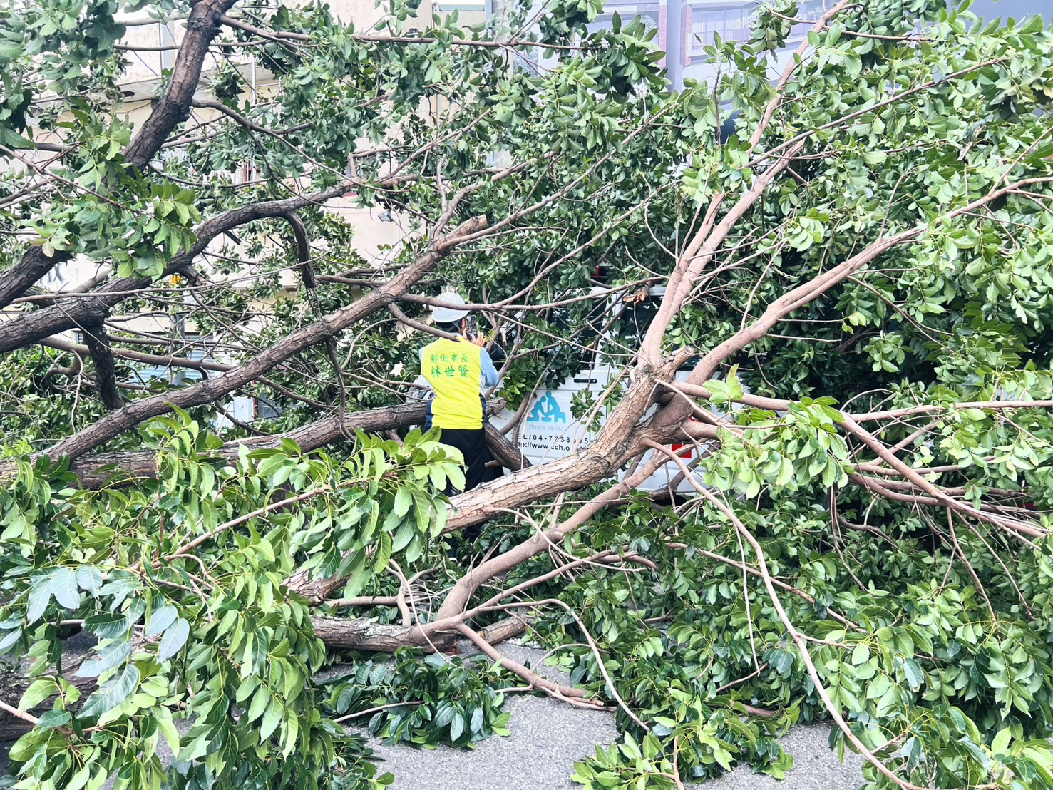 SQ10236 4彰化巨樹不敵強風倒塌　救護車被壓住