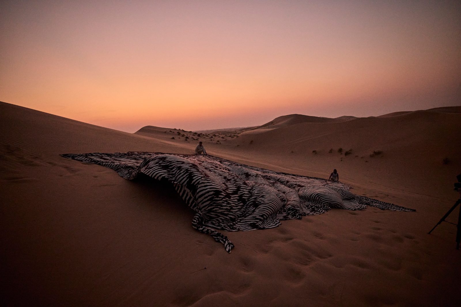 從味增湯中花蛤為靈感的A Thousand Layers of Stomach在阿布達比沙漠中展開Photos by Adam Jirat, PETR&Co. Supported by Trame Paris. (A.A. Murakami 提供)