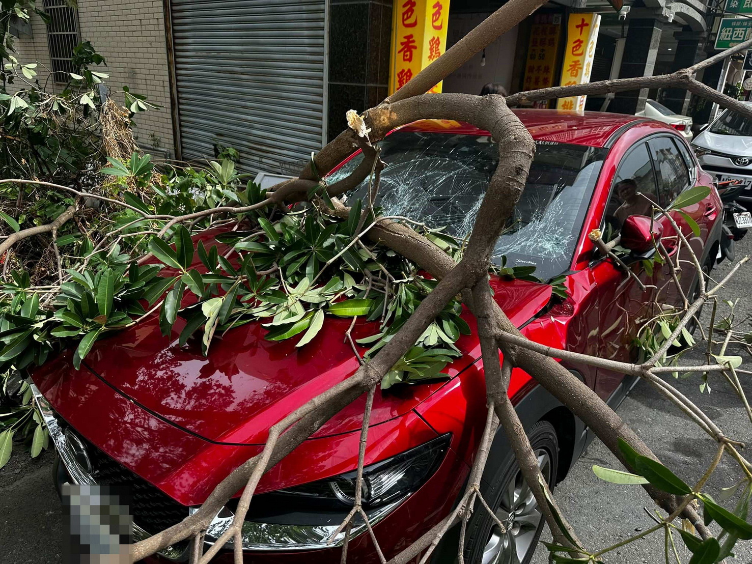 SQ10248 5愛車遭路樹砸爛