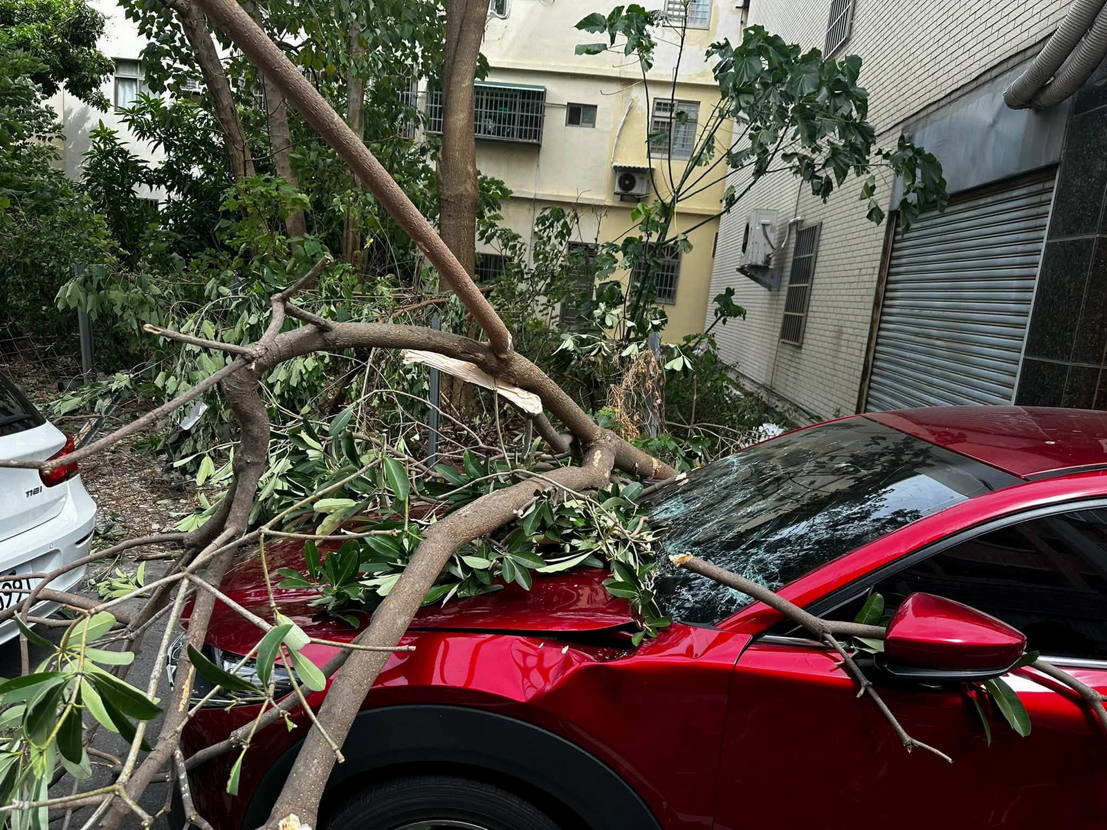 SQ10248 3愛車遭路樹砸爛