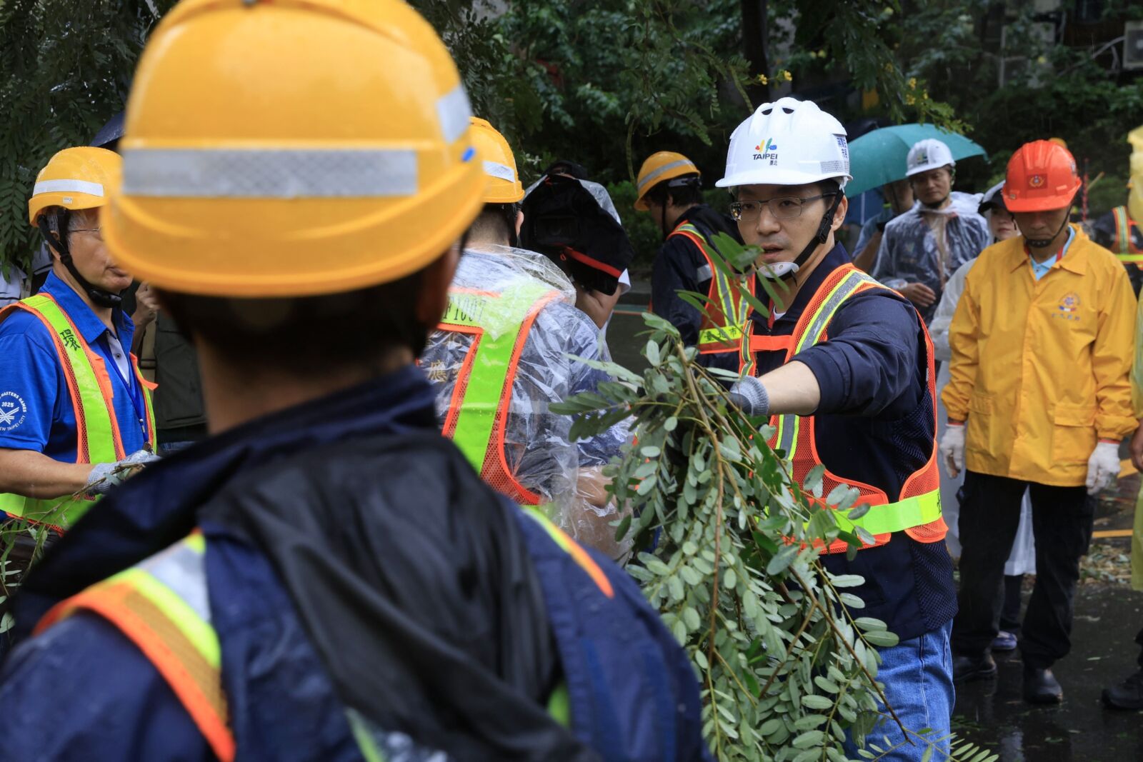 公園處迅速排除倒塌路樹獲肯定　柳采葳曝綠營側翼罵「砍樹」讓基層承受壓力 135