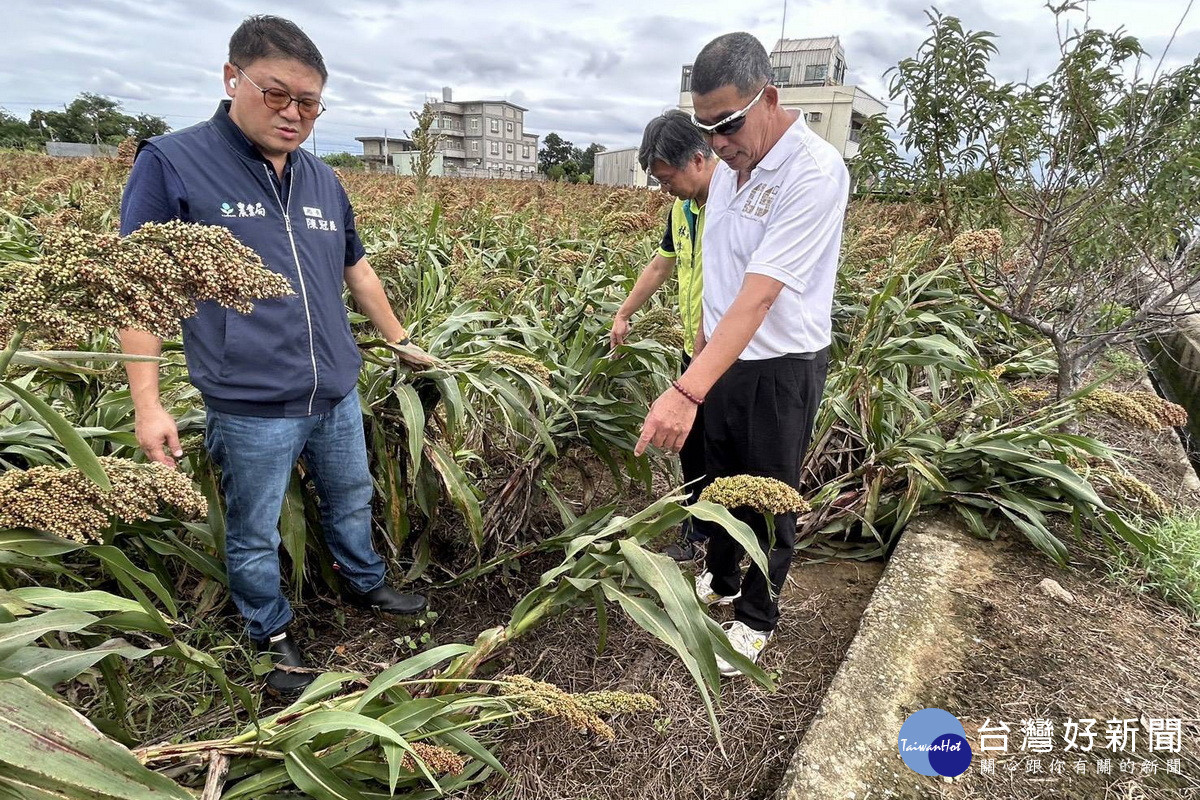 薔琵颱風來襲造成部分農作物倒伏、浸水,桃市府農業局長陳冠義赴現場查勘了解。<br /><br />