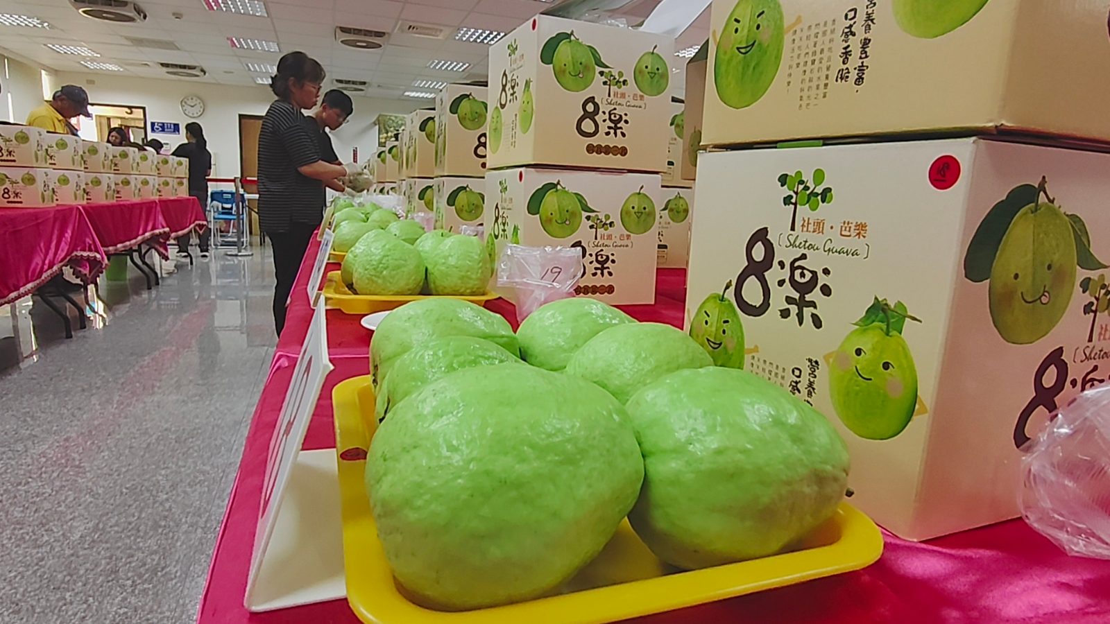 SQ10291 1社頭芭樂評鑑出爐